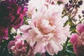 Close up of colorful bouquet of beautiful flowers peony paeonia . Vintage retro tone. Floral background