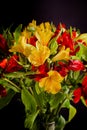 Close-up of a colorful bouquet of yellow and red Peruvian lilies.