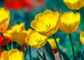 Close-up colorful bright flowering yellow and red flowers tulips in spring garden. Flowerbed in sunny day. Beautiful floral backgr Royalty Free Stock Photo