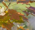 close up colorful bright orange maple tree autumn leaves on bokeh background Royalty Free Stock Photo