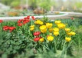 Close-up colorful bright red flowers tulips in spring garden. Flower bed on a sunny day. Beautiful floral blurred background with Royalty Free Stock Photo