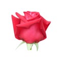 Colorful bright red rose flower isolated on white background and clipping path , one Royalty Free Stock Photo