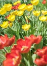 Close-up colorful bright red and yellow flowers tulips in spring garden or park. Flower bed on a sunny summer day. Beautiful flora Royalty Free Stock Photo