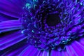 Vibrant orange gerbera flower close-up. In UV light