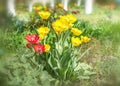 Close-up colorful bright yellow and red flowers tulips in spring garden with birch trees. Flower bed on a sunny day. Beautiful flo Royalty Free Stock Photo