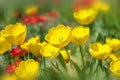 Close-up colorful bright yellow and red flowers tulips in spring garden. Flower bed on a sunny day. Beautiful floral background fo Royalty Free Stock Photo