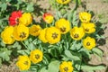 Close-up colorful bright yellow and red flowers tulips in spring garden. Flower bed on a sunny day. Beautiful floral background fo Royalty Free Stock Photo