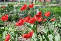 Close-up colorful bright yellow and red flowers tulips in spring garden. Flowering flower bed on a sunny day. Beautiful Royalty Free Stock Photo