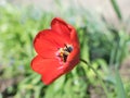 Close-up colorful bright yellow and red flowers tulips in spring garden. Flowering flower bed on a sunny day. Beautiful Royalty Free Stock Photo