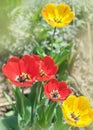 Close-up colorful bright yellow and red flowers tulips in spring garden. Flowering flower bed on a sunny day. Beautiful floral blu Royalty Free Stock Photo