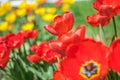 Close-up colorful bright yellow and red flowers tulips in spring garden. Flowering flower bed on a sunny day. Beautiful floral blu Royalty Free Stock Photo