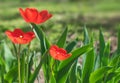 Close-up colorful bright yellow and red flowers tulips in spring garden. Flowering flower bed on a sunny day. Beautiful floral blu Royalty Free Stock Photo