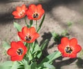 Close-up colorful bright yellow and red flowers tulips in spring garden. Flowering flower bed on a sunny day. Beautiful floral blu Royalty Free Stock Photo