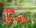 Close-up colorful bright yellow and red flowers tulips in spring garden. Flowering flower bed on a sunny day. Beautiful floral blu Royalty Free Stock Photo