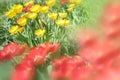 Close-up colorful bright yellow and red flowers tulips in spring garden. Flowering flower bed on a warm sunny summer day. Beautifu Royalty Free Stock Photo