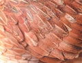 Colorful brown or red chicken feather texture for background Royalty Free Stock Photo