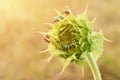 Close up colorful bugs on the young sunflower.