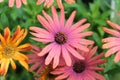 COLORFUL BUNCH OF GERBER DAISIES Royalty Free Stock Photo