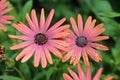 COLORFUL BUNCH OF GERBER DAISIES Royalty Free Stock Photo