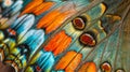 Close Up of a Colorful Butterfly Wing Royalty Free Stock Photo