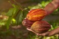 Close-up of colorful cacao pods