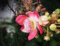 Colorful cannonball tree flowers or Shorea robusta blooming in garden Royalty Free Stock Photo