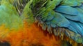 Close up Colorful of Catalina Macaw Hybrid between Scarlet Macaw and Blue and Yellow Macaw bird`s feathers Royalty Free Stock Photo