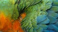 Close up Colorful of Catalina Macaw Hybrid between Scarlet Macaw and Blue and Yellow Macaw bird`s feathers Royalty Free Stock Photo