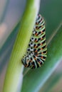 Close-up colorful caterpillar of papilio machaon, the Old World swallowtail, eating fennel stalk on green backgroud in garten in Royalty Free Stock Photo