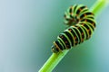 Close-up colorful caterpillar of papilio machaon, the Old World swallowtail, eating fennel stalk on green backgroud in garten in Royalty Free Stock Photo