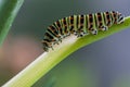 Close-up colorful caterpillar of papilio machaon, the Old World swallowtail, eating fennel stalk on green backgroud in garten in Royalty Free Stock Photo