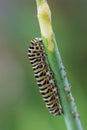 Close-up colorful caterpillar of papilio machaon, the Old World swallowtail, eating fennel stalk on green backgroud in garten in Royalty Free Stock Photo