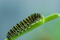 Close-up colorful caterpillar of papilio machaon, the Old World swallowtail, eating fennel stalk on green backgroud in garten in Royalty Free Stock Photo