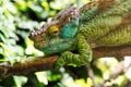 Close-up of a colorful chameleon on a branch with open eye