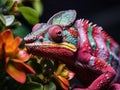 Close up of a colorful chameleon on a tree in a garden