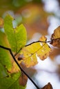 Close up of colorful chestnut tree leaves in autumn season