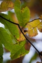 Close up of colorful chestnut tree leaves in autumn season