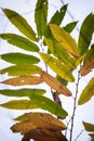 Close up of colorful chestnut tree leaves in autumn season