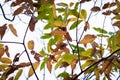 Close up of colorful chestnut tree leaves in autumn season