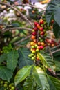 Coffee Beans on Trees