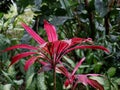 Cordyline Fruticosa Close Up in Tropical Garden