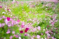 Colorful cosmos bipinnatus flower field blooming with water drops in garden background after rain Royalty Free Stock Photo