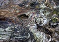 Close up Colorful Cypress Tree Wood Bark with Twists and Texture