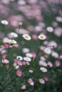 Close-up colorful daisies flower fields in full bloom