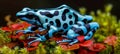 Close up of colorful dart frog dendrobates tinctorius azureus on lush green moss