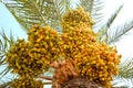 Close-up of colorful date palm fruits on blue background. ate palm tree with unripe colorful fruit clusters Royalty Free Stock Photo