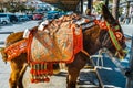 Colorful decorated donkeys famous as Burro-taxi waiting for passengers in Mijas, a major tourist attraction. Andalusia