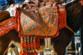 Colorful decorated donkeys famous as Burro-taxi waiting for passengers in Mijas, a major tourist attraction. Andalusia