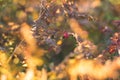 Close-up of dogrose berries in fall. Dog rose fruits or Rosa canina. Wild rosehips in nature background at sunset