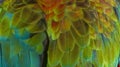 Close up Colorful of Double Catalina Macaw Hybrid between Catalina Macaw and Catalina Macaw bird`s feathers with red yellow o Royalty Free Stock Photo